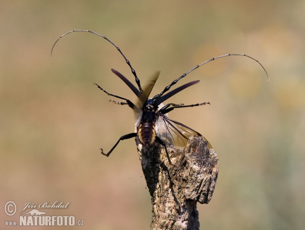 Great Capricorn Beetle (Cerambyx cerdo)