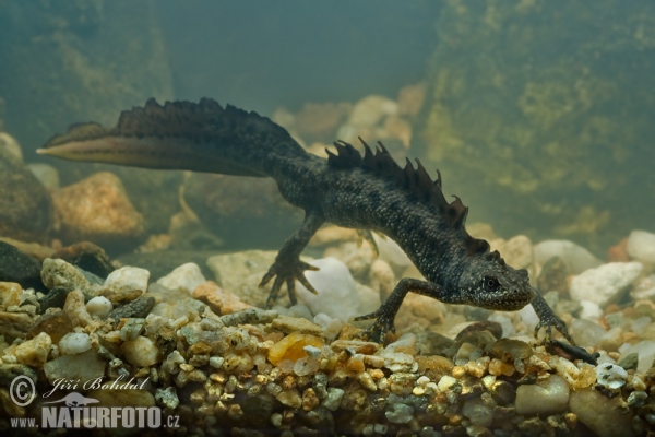 Great Crested Newt (Triturus cristatus)