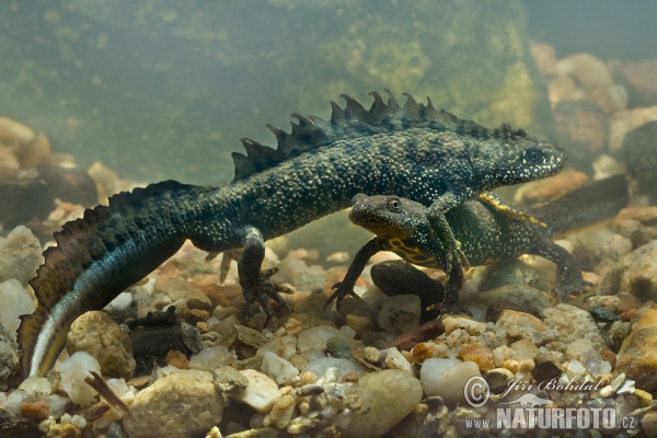 Great Crested Newt (Triturus cristatus)