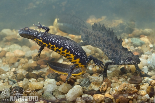 Great Crested Newt (Triturus cristatus)