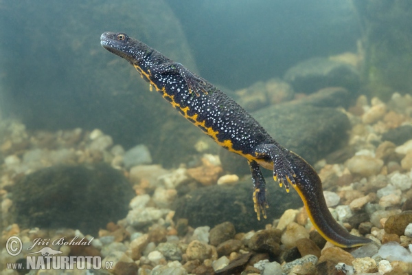 Great Crested Newt (Triturus cristatus)