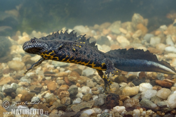 Great Crested Newt (Triturus cristatus)