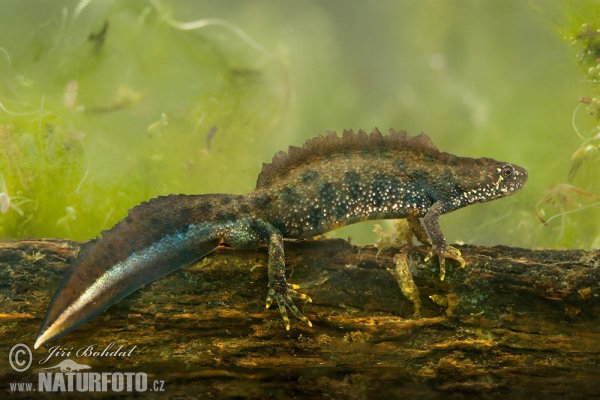 Great Crested Newt (Triturus cristatus)