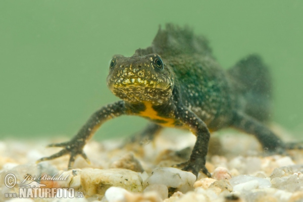 Great Crested Newt (Triturus cristatus)