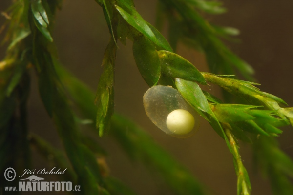 Great Crested Newt - egg (Triturus cristatus)