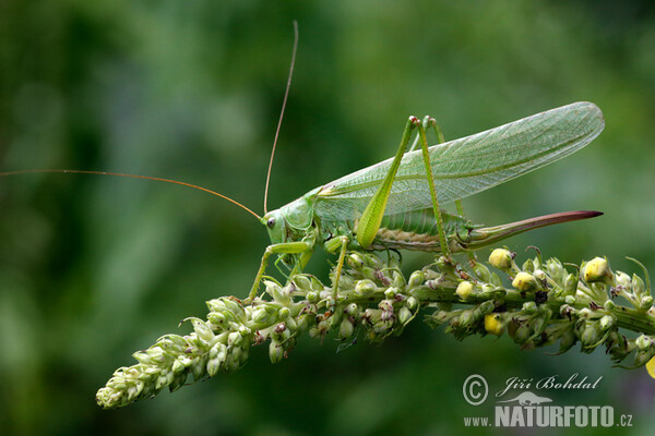 Great Green Bush-cricked (Tettigonia viridissima)