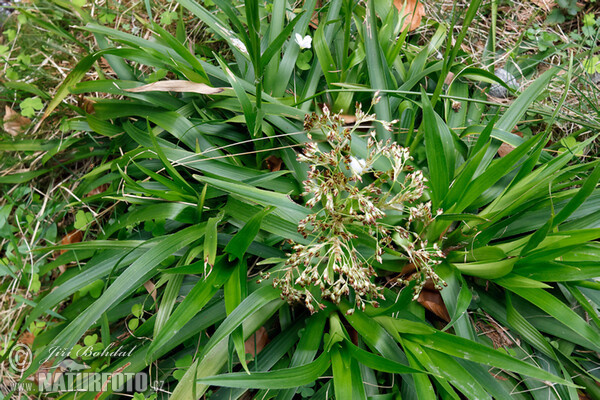 Great Wood-rush (Luzula sylvatica)