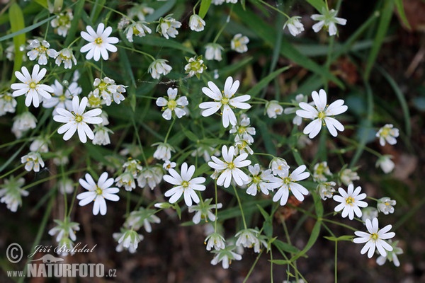 Greater Stitchwort (Stellaria holostea)