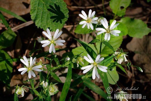 Greater Stitchwort (Stellaria holostea)