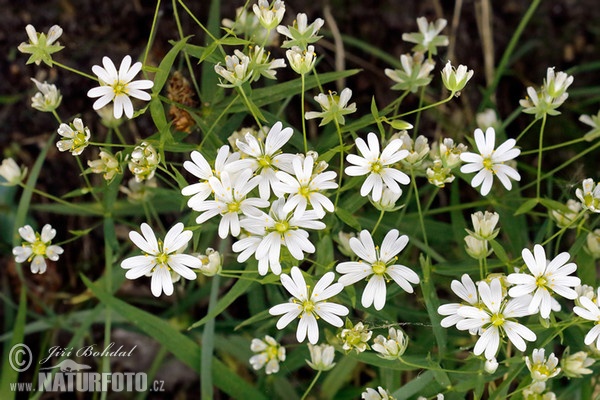 Greater Stitchwort (Stellaria holostea)