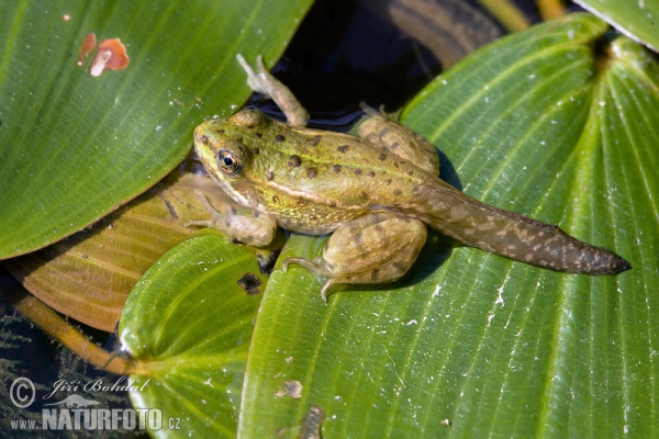 Green Frog (Rana esculenta)