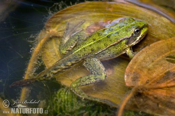 Green Frog (Rana esculenta)