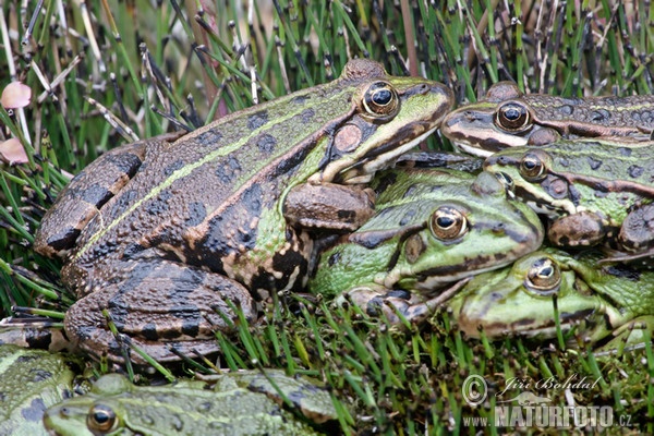 Green Frog (Rana esculenta)