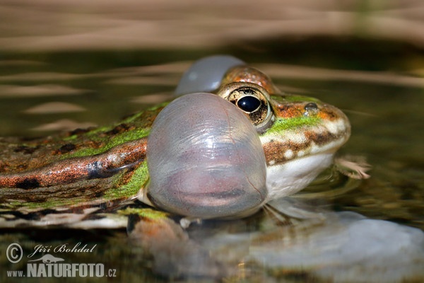 Green Frog (Rana esculenta)