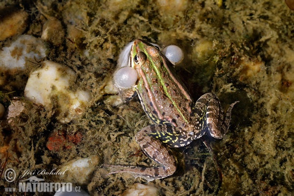 Green Frog (Rana esculenta)