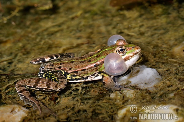 Green Frog (Rana esculenta)