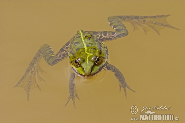 Green Frog (Rana esculenta)