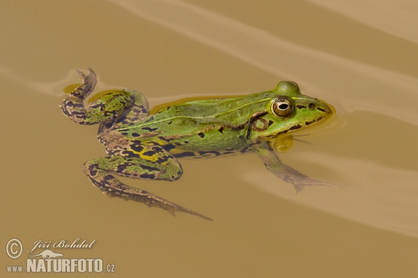 Green Frog (Rana esculenta)