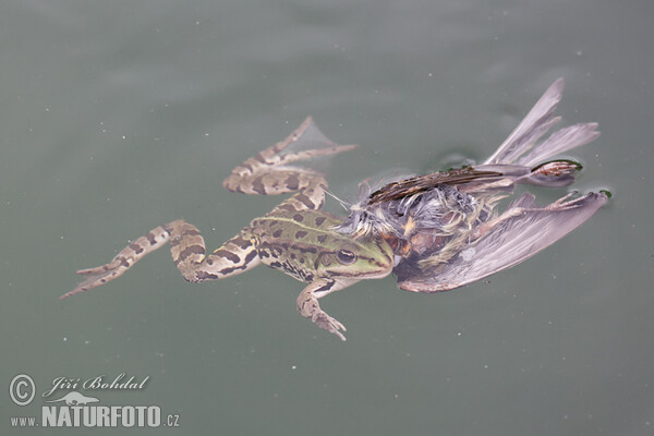 Green Frog (Rana esculenta)