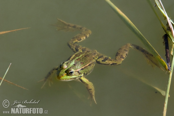 Green Frog (Rana esculenta)