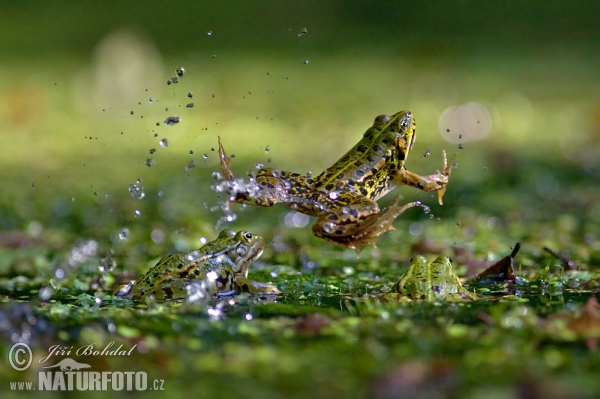 Green Frog (Rana esculenta)