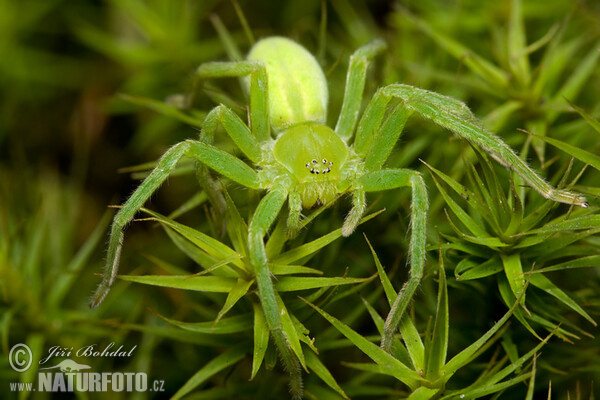 Green Huntsman Spider (Micrommata virescens)