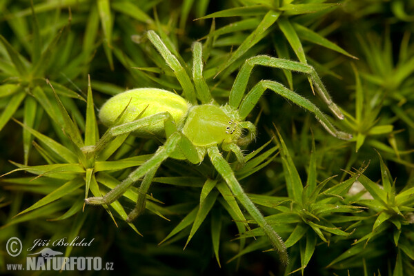 Green Huntsman Spider (Micrommata virescens)