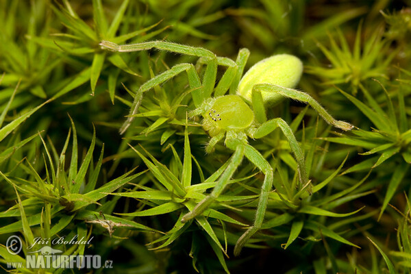 Green Huntsman Spider (Micrommata virescens)