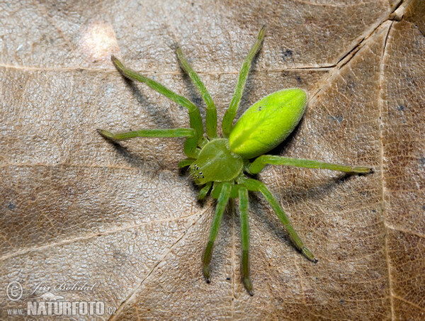 Green Huntsman Spider (Micrommata virescens)