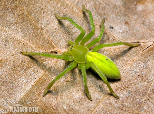 Green Huntsman Spider (Micrommata virescens)