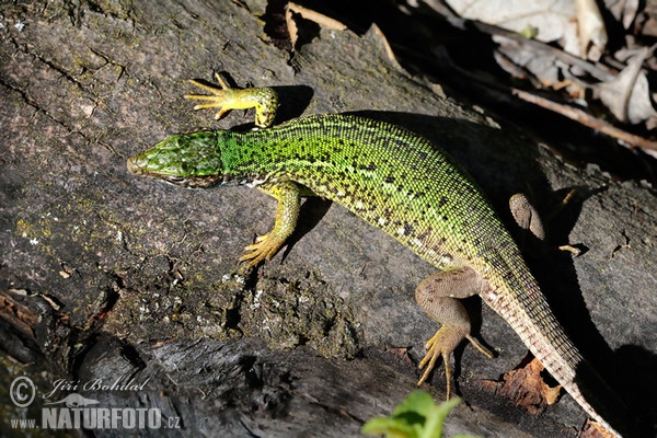 Green Lizard (Lacerta viridis)