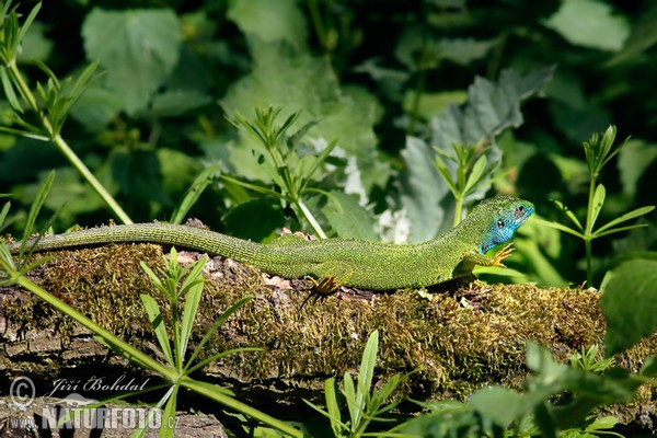 Green Lizard (Lacerta viridis)