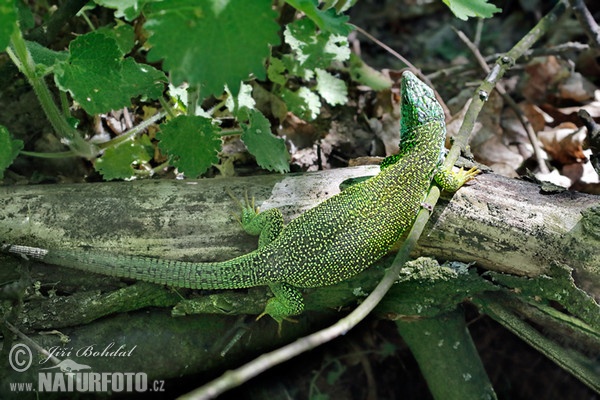 Green Lizard (Lacerta viridis)