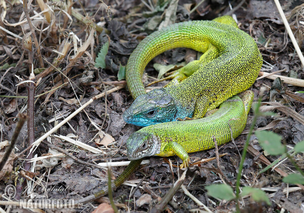 Green Lizard (Lacerta viridis)