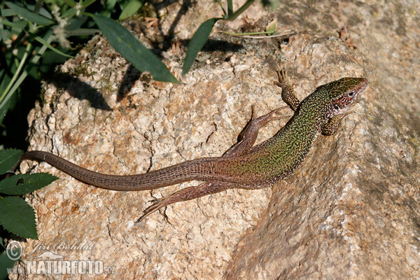 Green Lizard (Lacerta viridis)