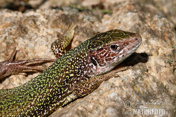 Green Lizard (Lacerta viridis)