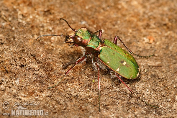 Green Tiger Beetle (Cicindela campestris)