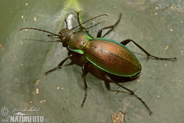 Green Tiger Beetle (Carabus scheidleri)