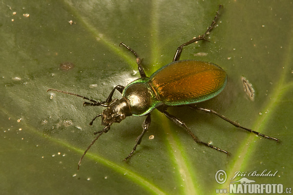 Green Tiger Beetle (Carabus scheidleri)