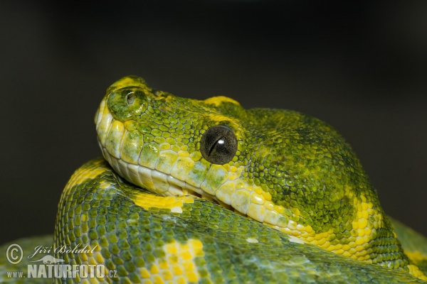 Green Tree Python (Morelia viridis)