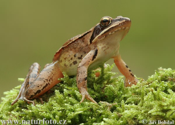 Grenouille agile