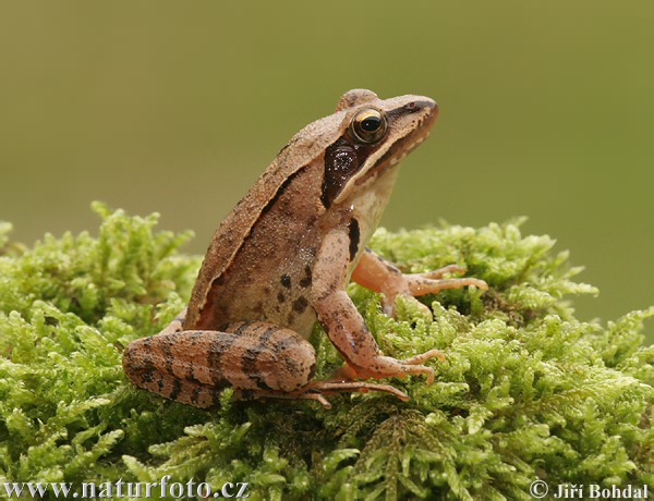 Grenouille agile