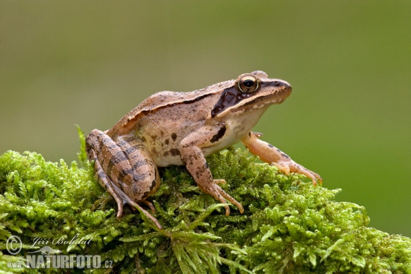 Grenouille agile