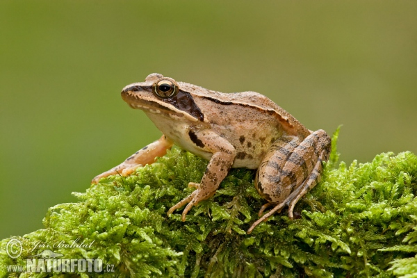 Grenouille agile