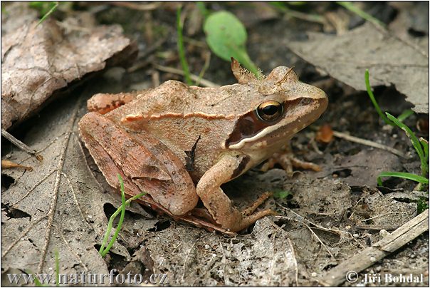 Grenouille agile