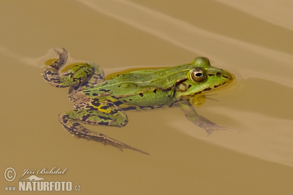 grenouille comestible