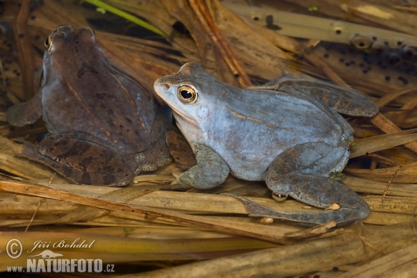 Grenouille des champs