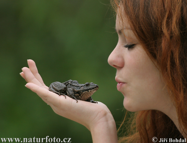 Grenouille rieuse