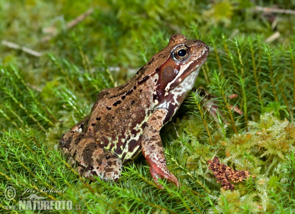 Grenouille rousse