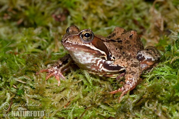 Grenouille rousse